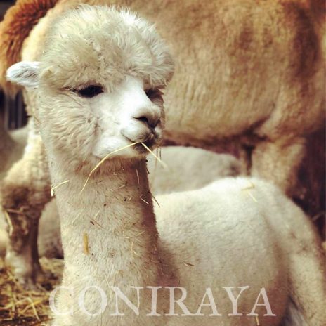 Coniraya Donna Tara 1