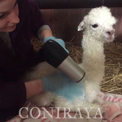 Coniraya Donna Tara 3