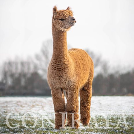 Coniraya FDA BT Wanted Man's Bounty Hunter 10