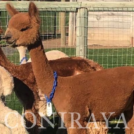 Coniraya FDA BT Wanted Man's Bounty Hunter 6