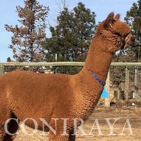 Coniraya FDA BT Wanted Man's Bounty Hunter 7