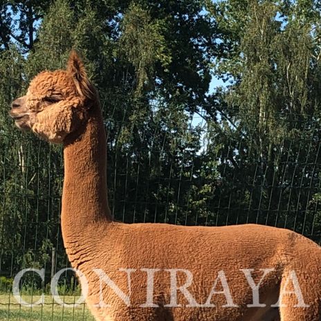 Coniraya FDA BT Wanted Man's Bounty Hunter 8