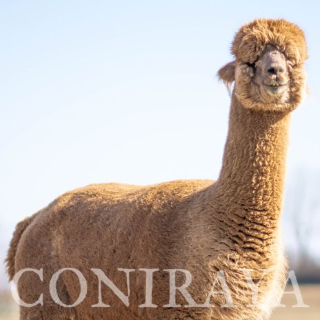 Coniraya FDA BT Wanted Man's Bounty Hunter 9