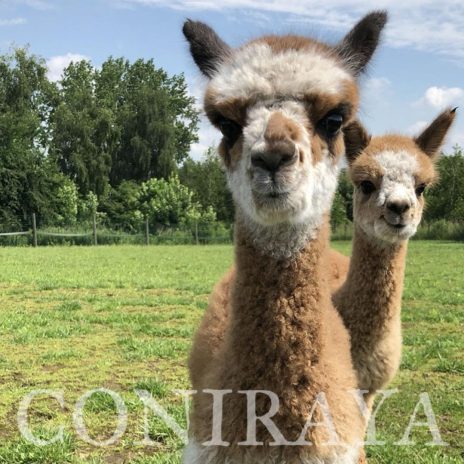 Coniraya Frodo Wielki 1