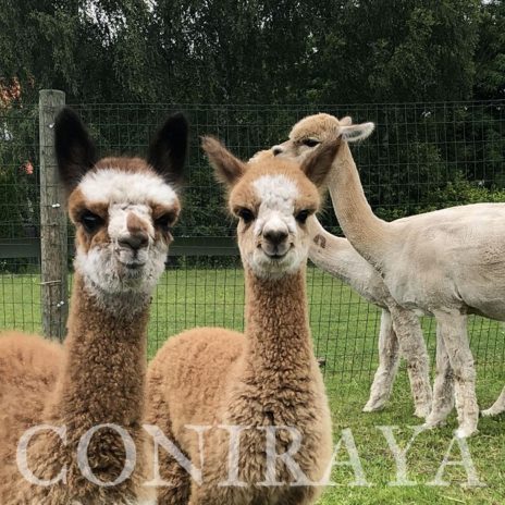 Coniraya Frodo Wielki 2