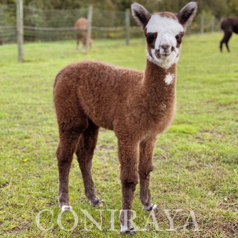 Coniraya Gandalf the Rose Grey 2