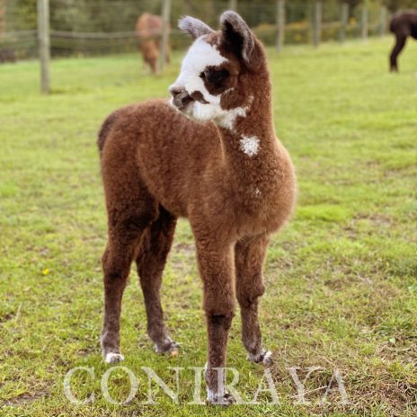 Coniraya Gandalf the Rose Grey 3