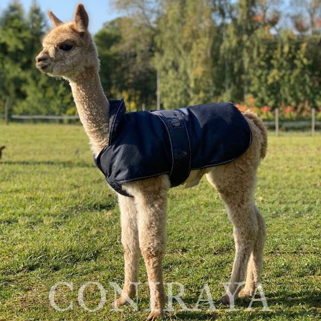 Coniraya Golden Sunlight 3