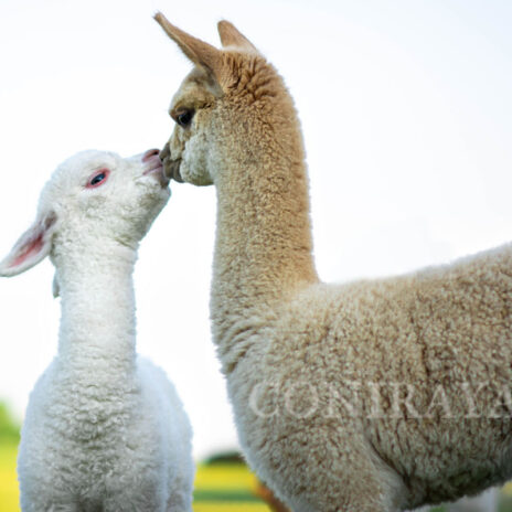 Coniraya Harmony of Mars 2