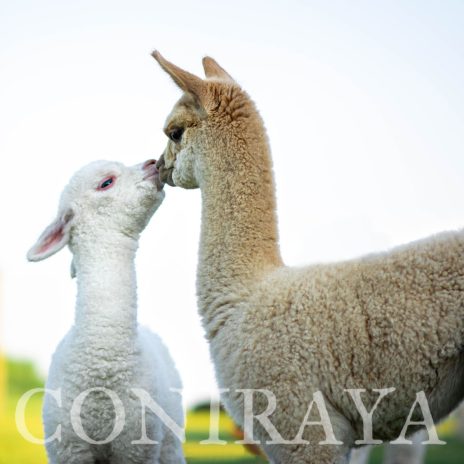 Coniraya Harmony of Mars 2