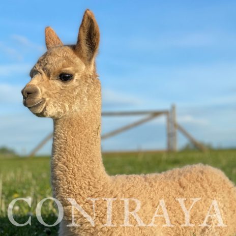 Coniraya Harmony of Mars 3