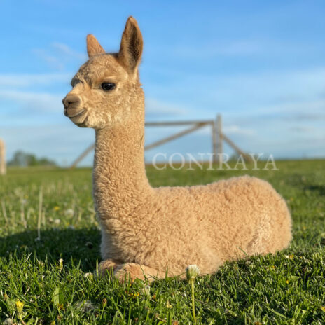 Coniraya Harmony of Mars 3