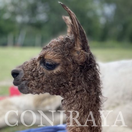 Coniraya Hieronim Hunter 1