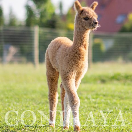 Coniraya Hieronim Hunter 2