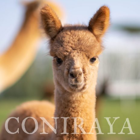 Coniraya Hieronim Hunter 3