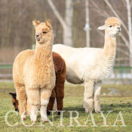 Coniraya Hieronim Hunter 4