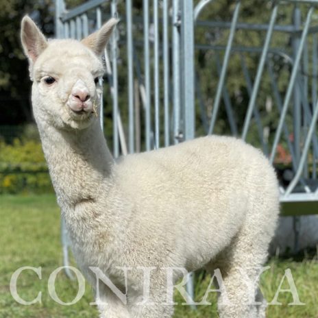 Coniraya Ivory Hunter 2