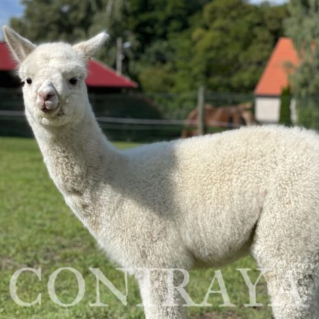 Coniraya Ivory Hunter 3