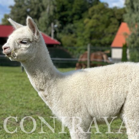 Coniraya Ivory Hunter 4