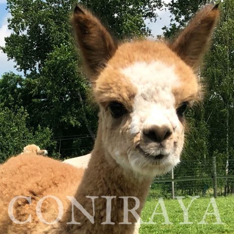 Coniraya Jasper Wielki 1