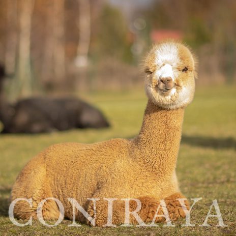 Coniraya Jasper Wielki 2