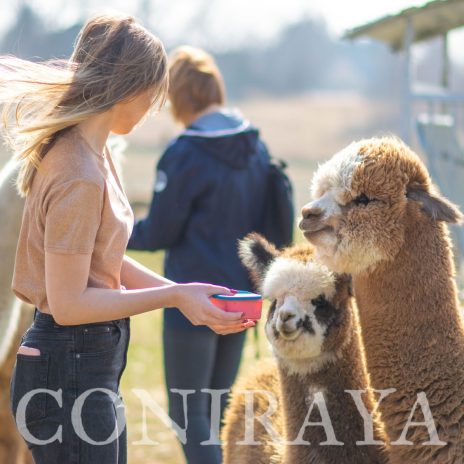 Coniraya Jasper Wielki 3