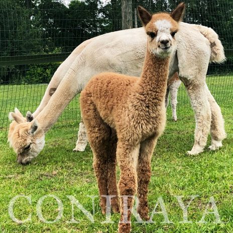 Coniraya Jasper Wielki 5