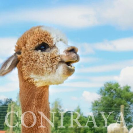 Coniraya Jasper Wielki 6