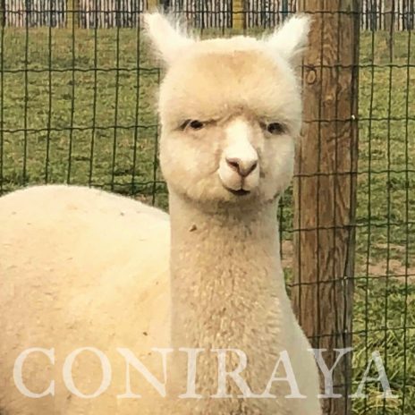 Coniraya Junona 3