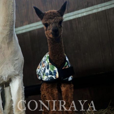 Coniraya Kenko Wielki 2