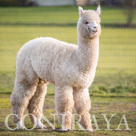 Coniraya Lasan Wielki 2