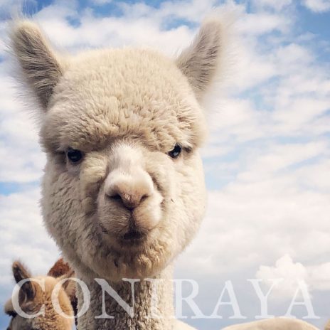 Coniraya Lasan Wielki 3