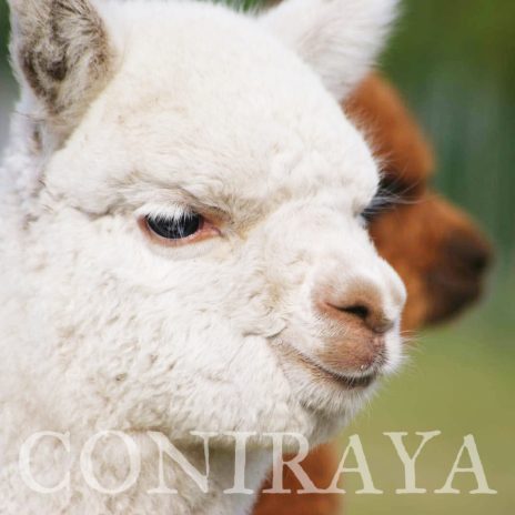 Coniraya Lasan Wielki 4