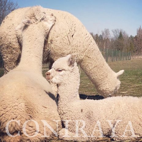 Coniraya Lasan Wielki 5