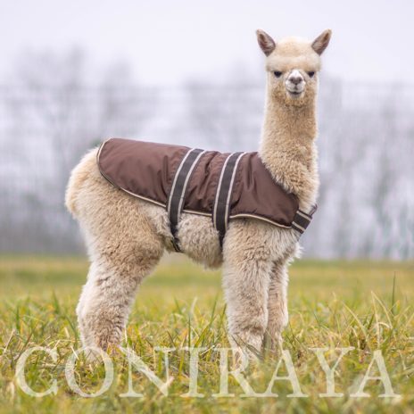 Coniraya Leviathans Bellini 2