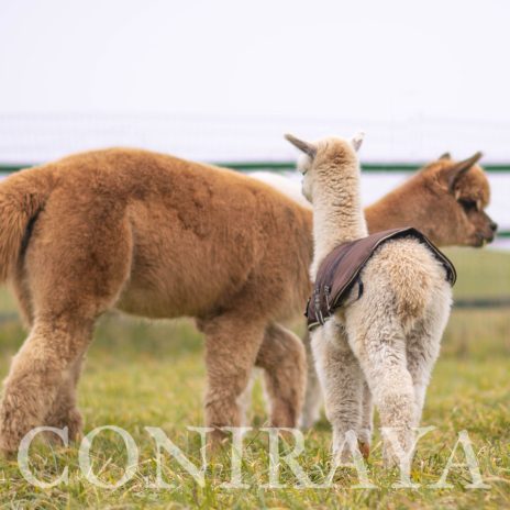 Coniraya Leviathans Bellini 3