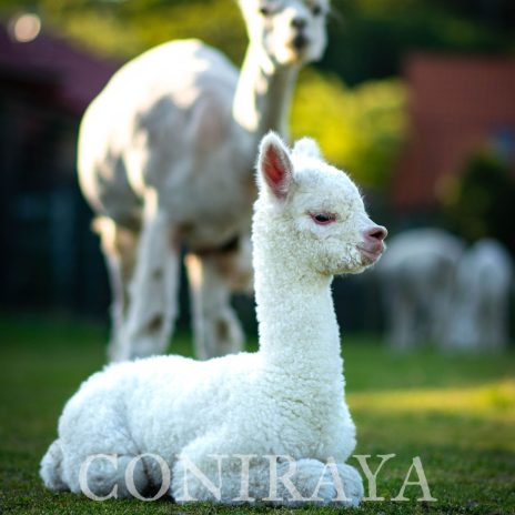 Coniraya Lovario Hunter 2