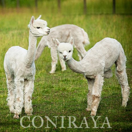 Coniraya Luna 4