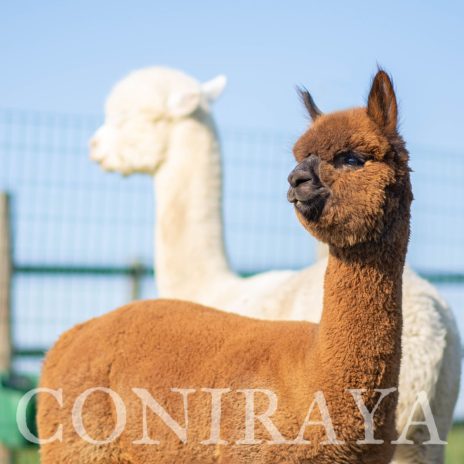 Coniraya Majestic Mocha Man 2