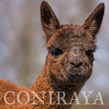 Coniraya Majestic Mocha Man 3