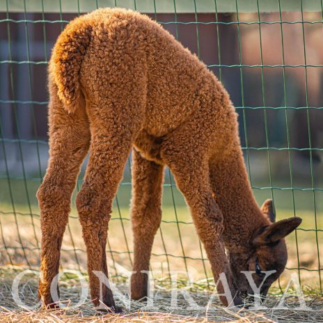 Coniraya Majestic Mocha Man 4