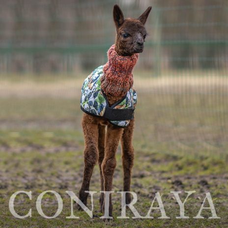 Coniraya Majestic Mocha Man 5