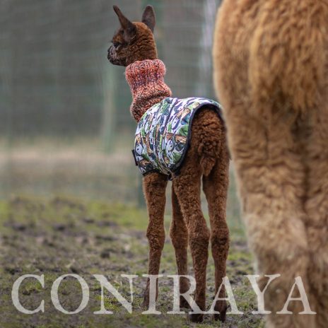 Coniraya Majestic Mocha Man 6