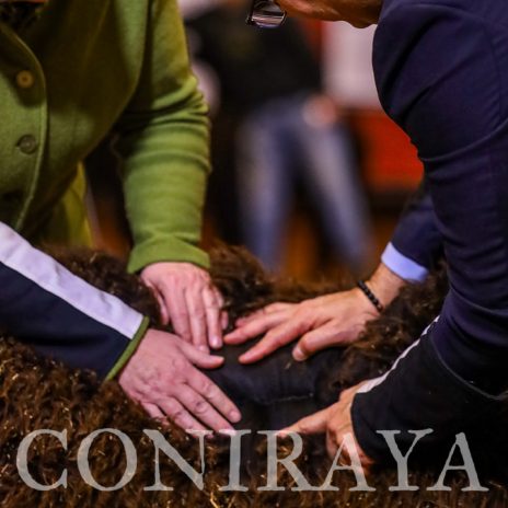 coniraya Mój pierwszy raz jako Apprentice Judge2