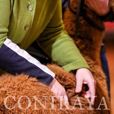 coniraya Mój pierwszy raz jako Apprentice Judge3