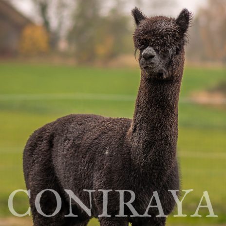 Coniraya Okawango 2