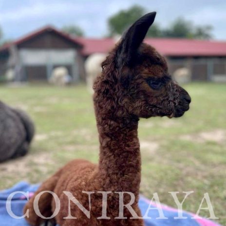 Coniraya Olympia Hunter 2