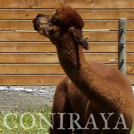 QAI COLO COLO QAI ACHILLES QAI JULIO CESAR QAI ARAGON