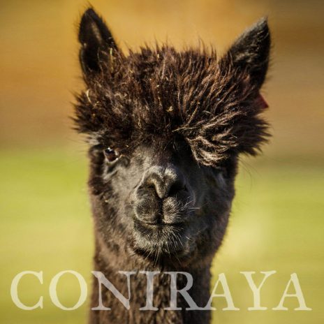 Coniraya QAI Aruma 2