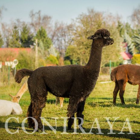 Coniraya QAI Aruma 3